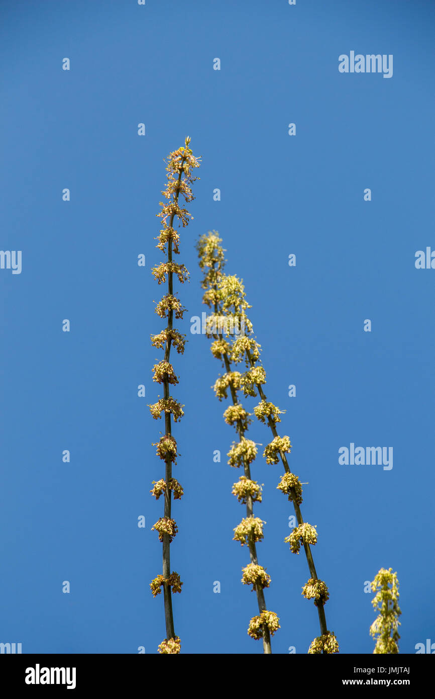 A unique photo of bright tender offshoot of a tree growing Stock Photo ...