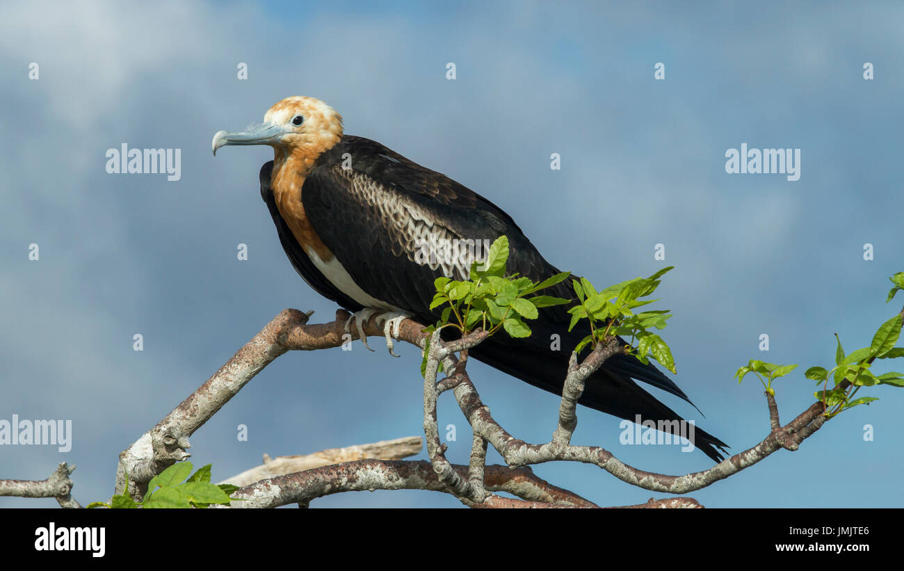 Albatros de las galapagos hi-res stock photography and images - Alamy
