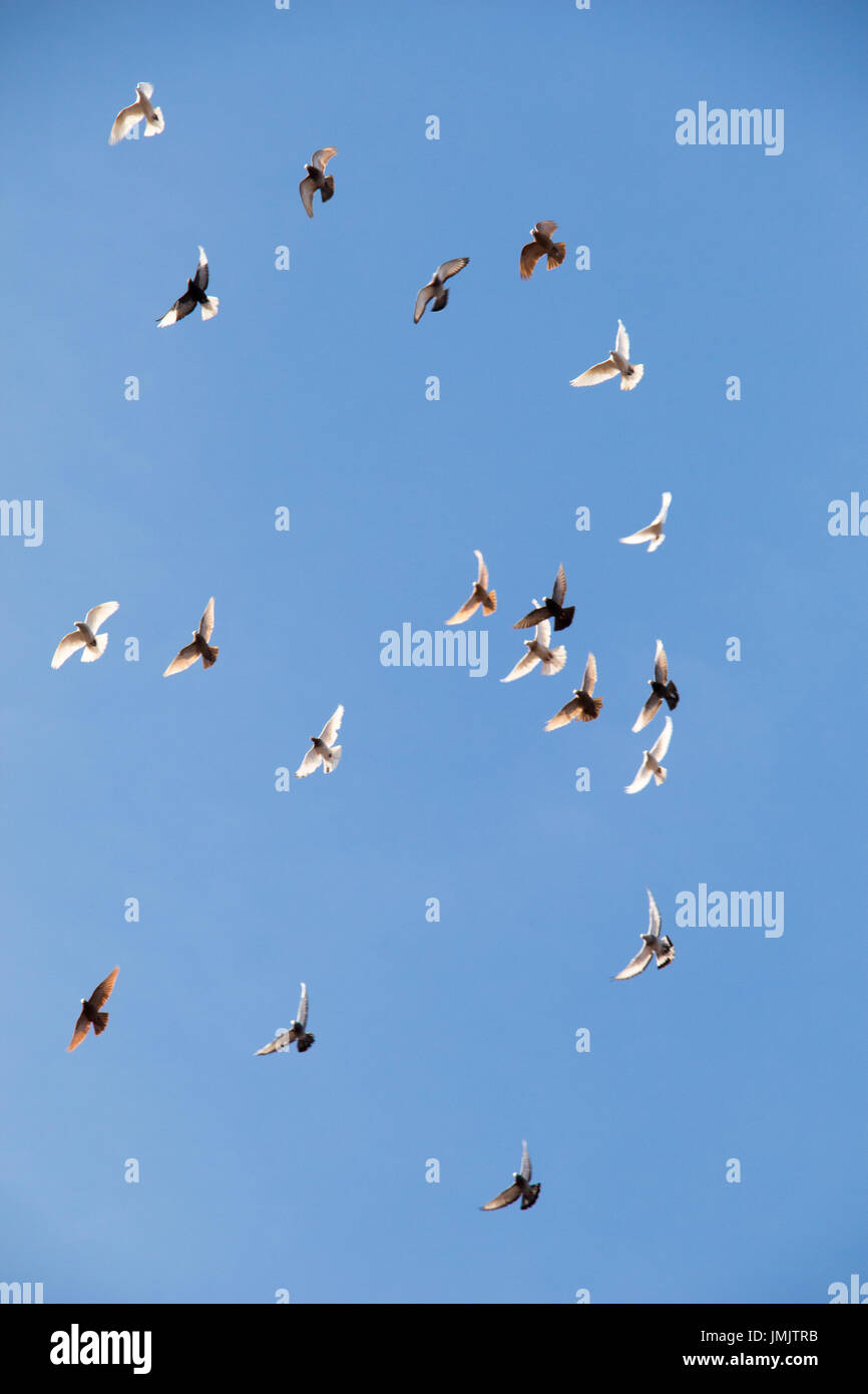Flock of birds fly in a blue sky Stock Photo - Alamy