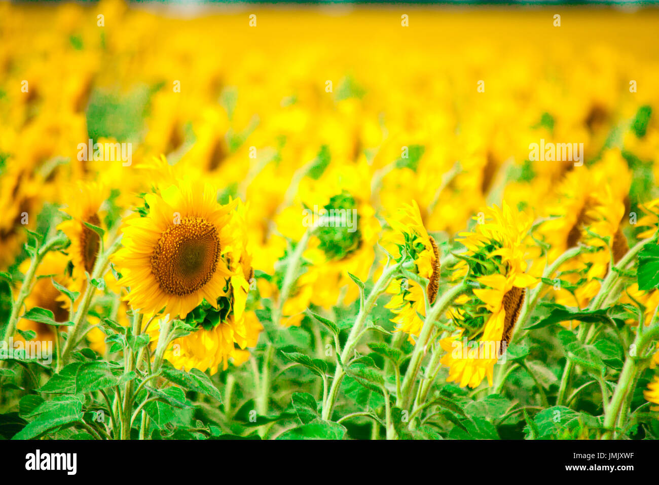 Field of flowering sunflowers bright yellow summer heat sun in each