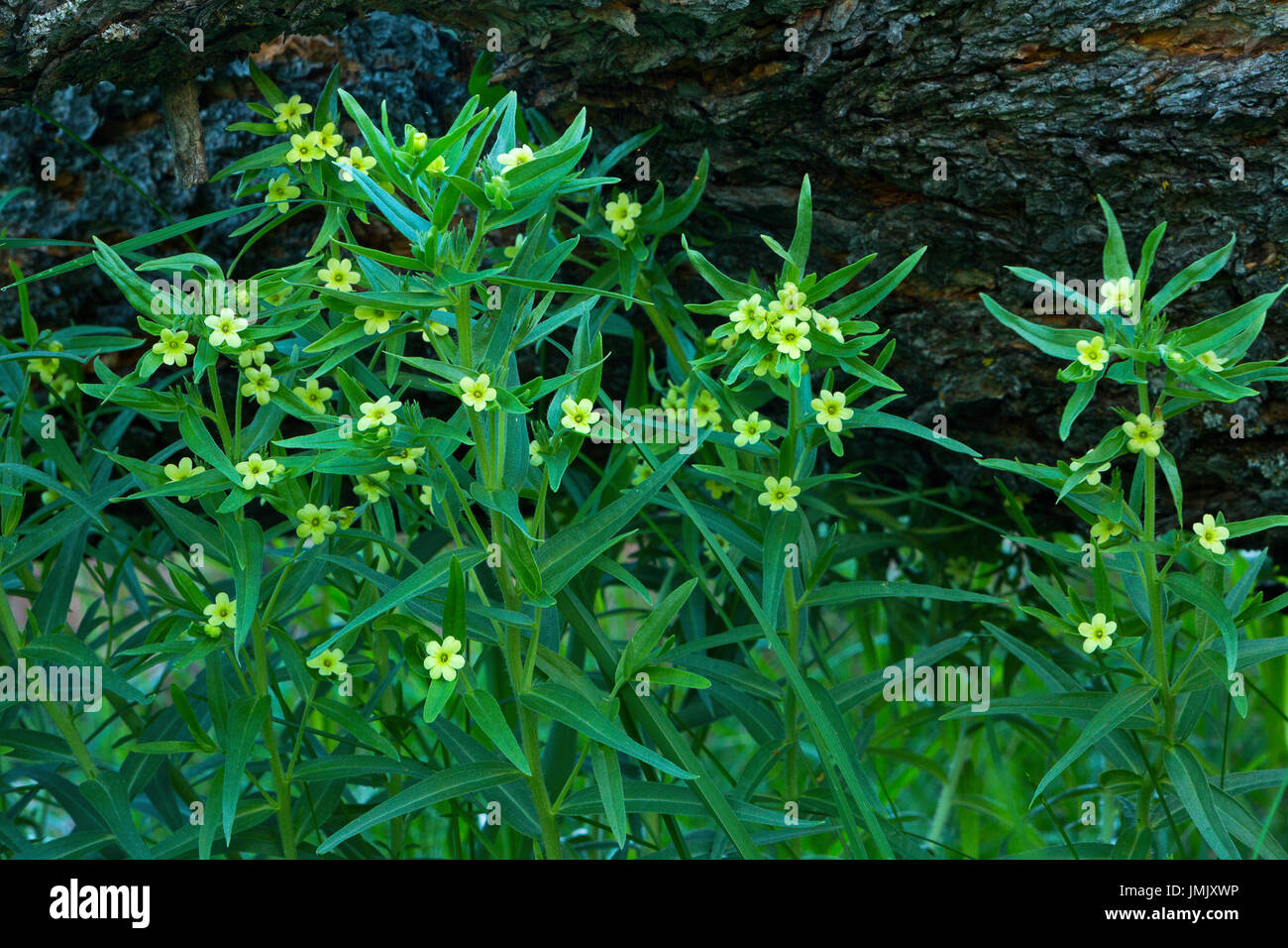 Collomia linearis flowers in a meadow near the Wallowa Mountains of Oregon. USA Stock Photo