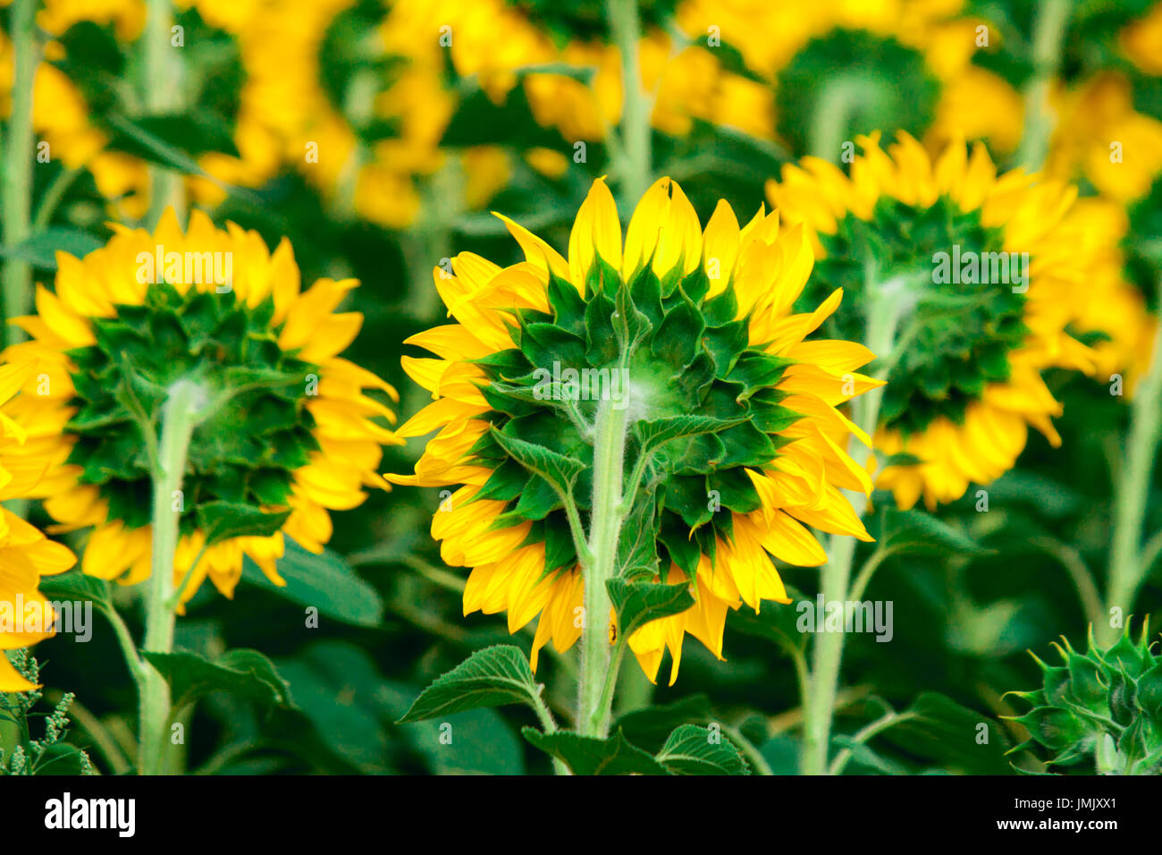 Field of flowering sunflowers bright yellow summer heat sun in each