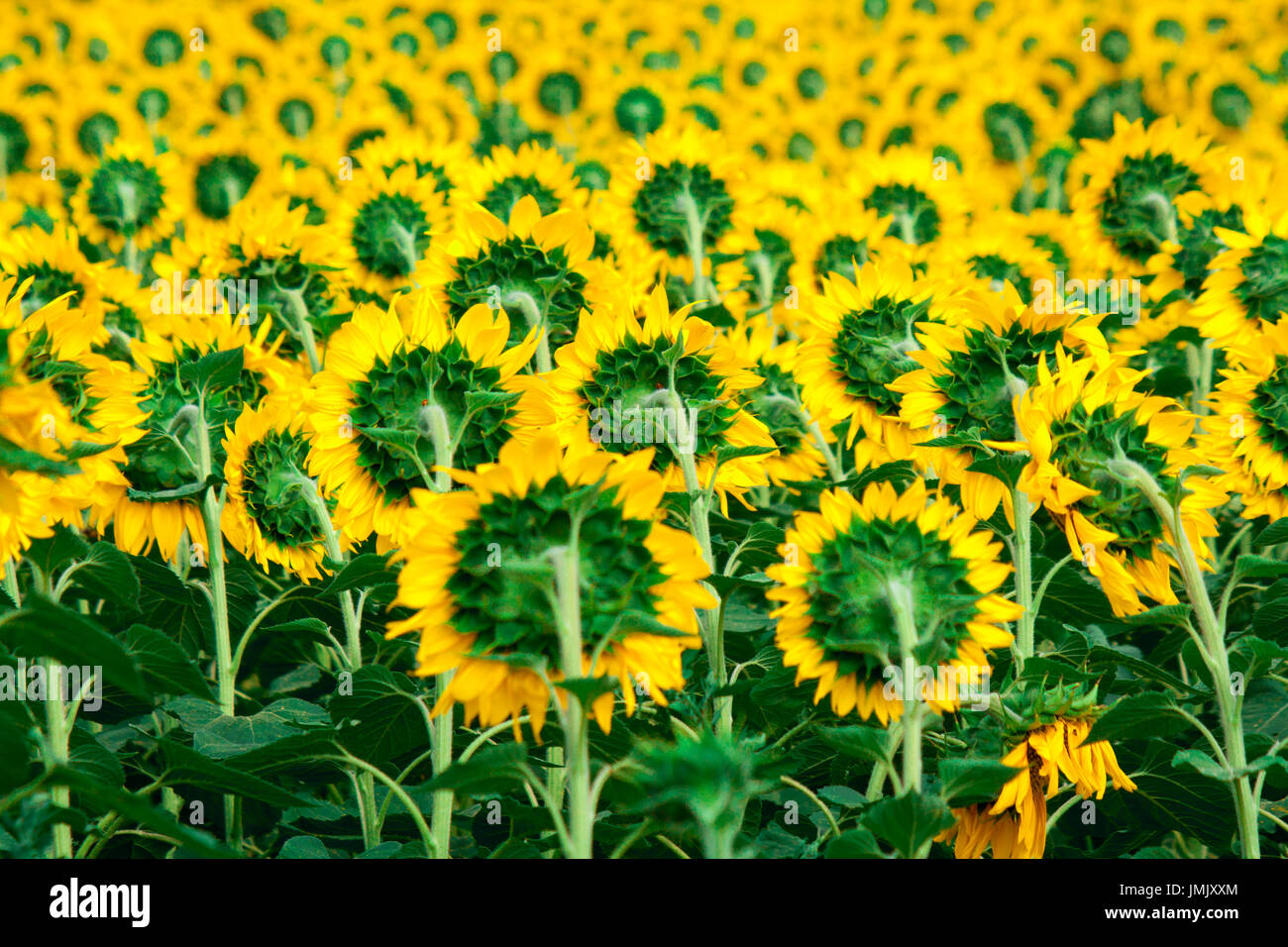 Field of flowering sunflowers bright yellow summer heat sun in each ...