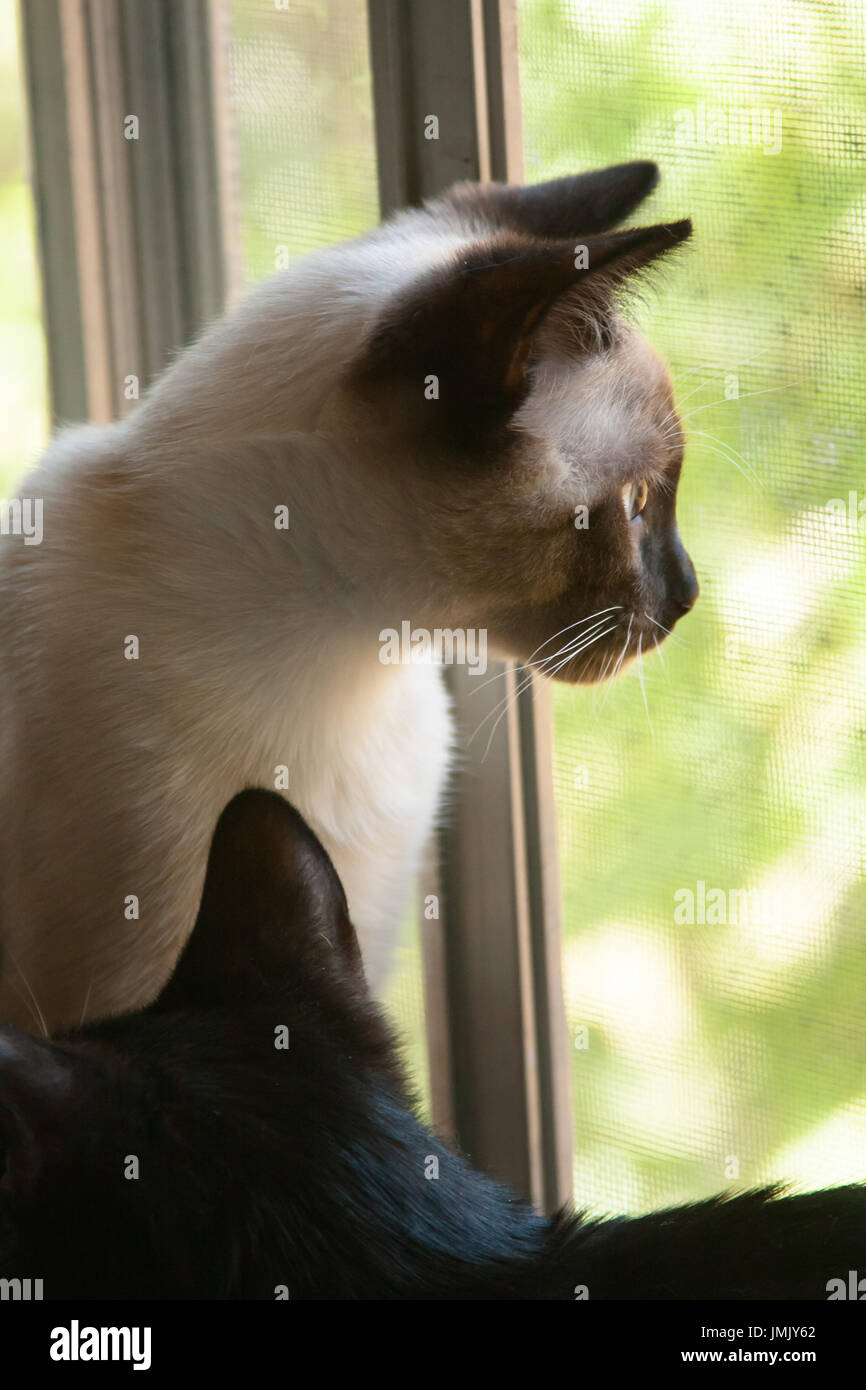 cat looking out window Stock Photo