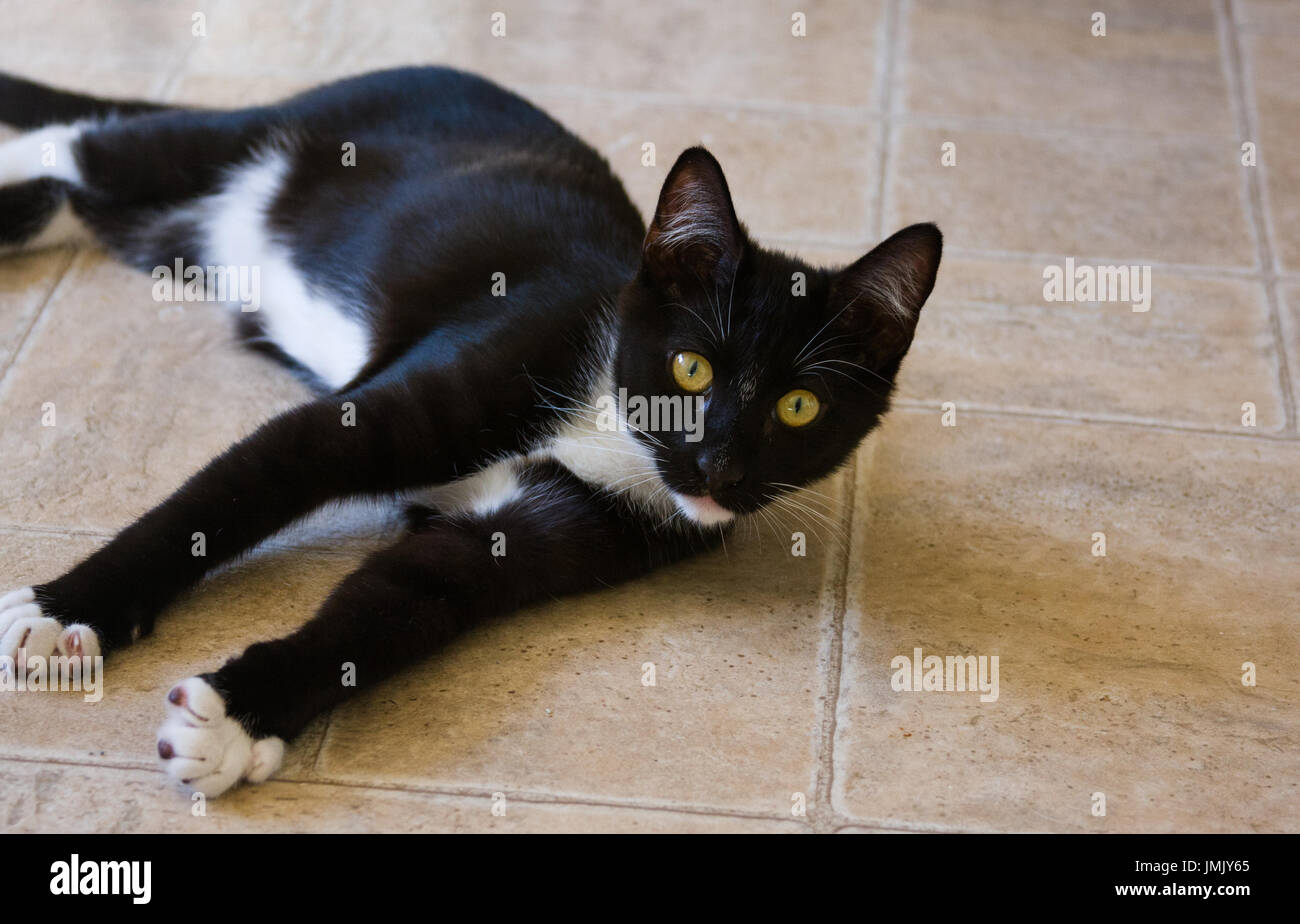 cat laying on floor alert Stock Photo - Alamy