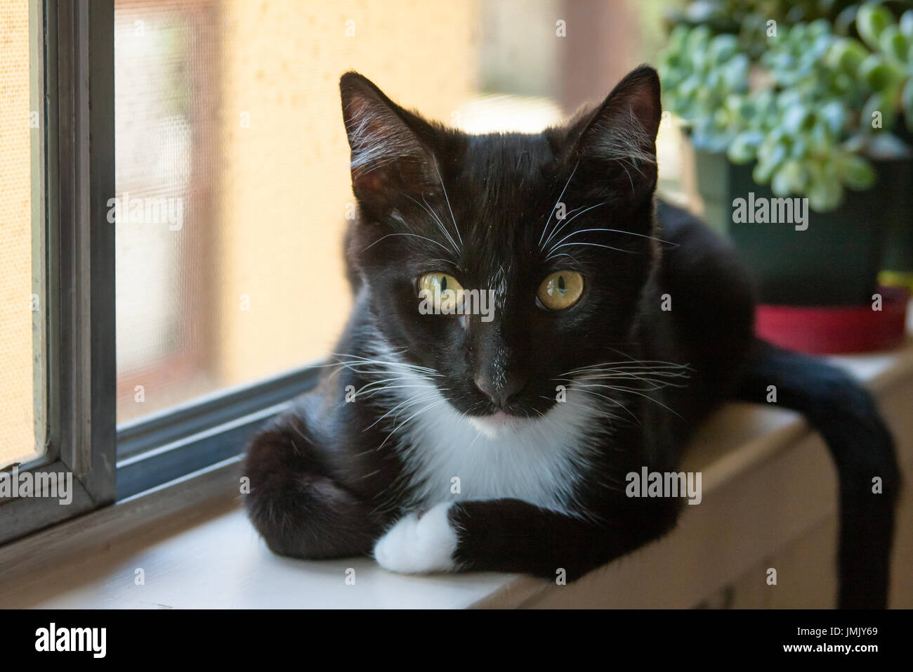 cat sitting on window sill Stock Photo Alamy