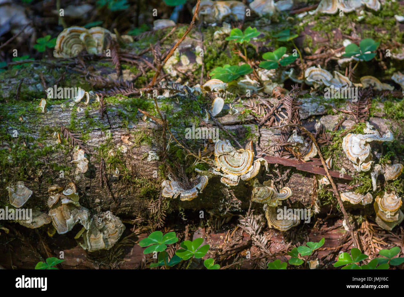 mushrooms growing on tree trunk Stock Photo - Alamy