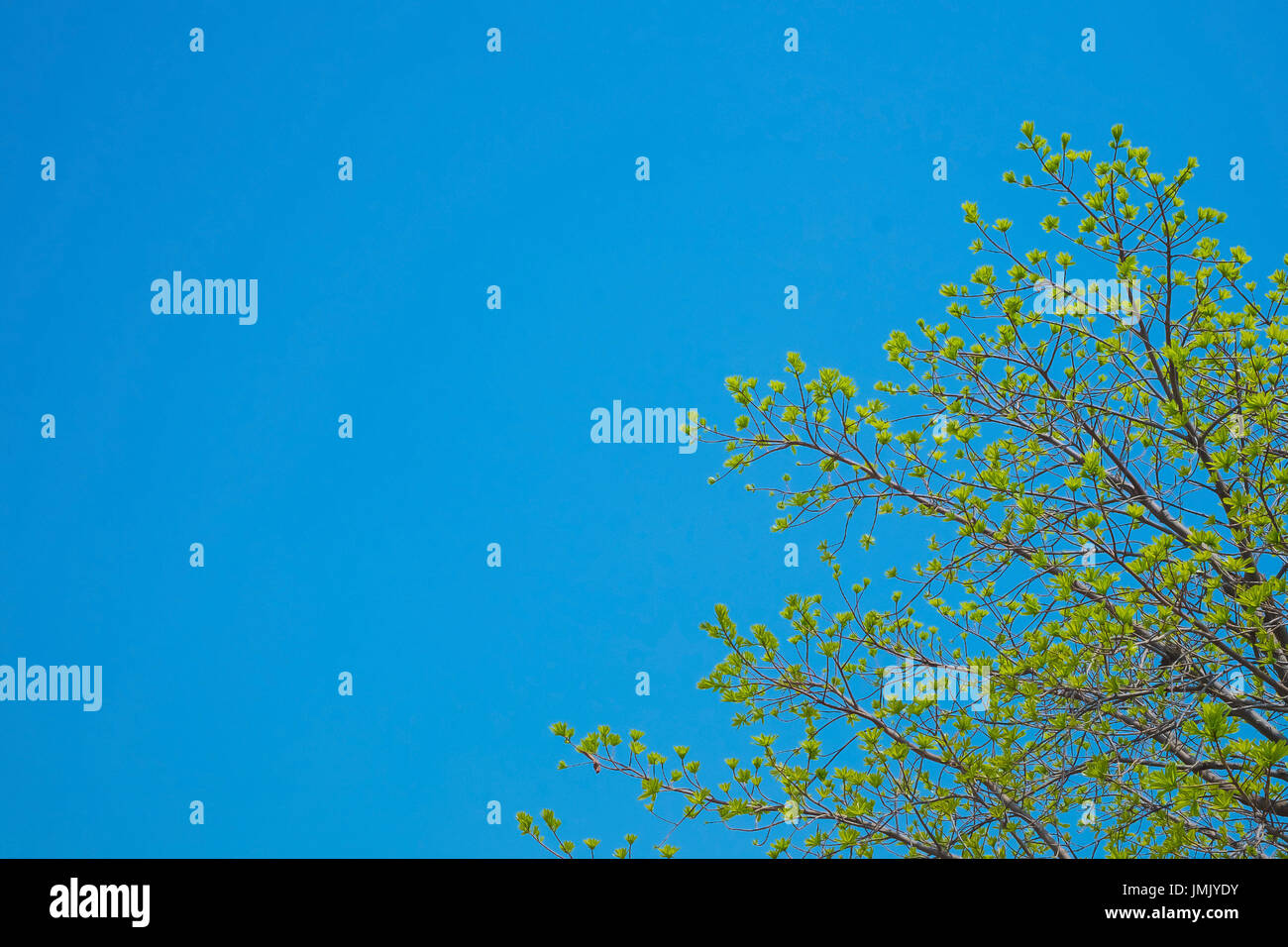 Beautiful tree and green leaf on clear blue sky background Stock Photo ...