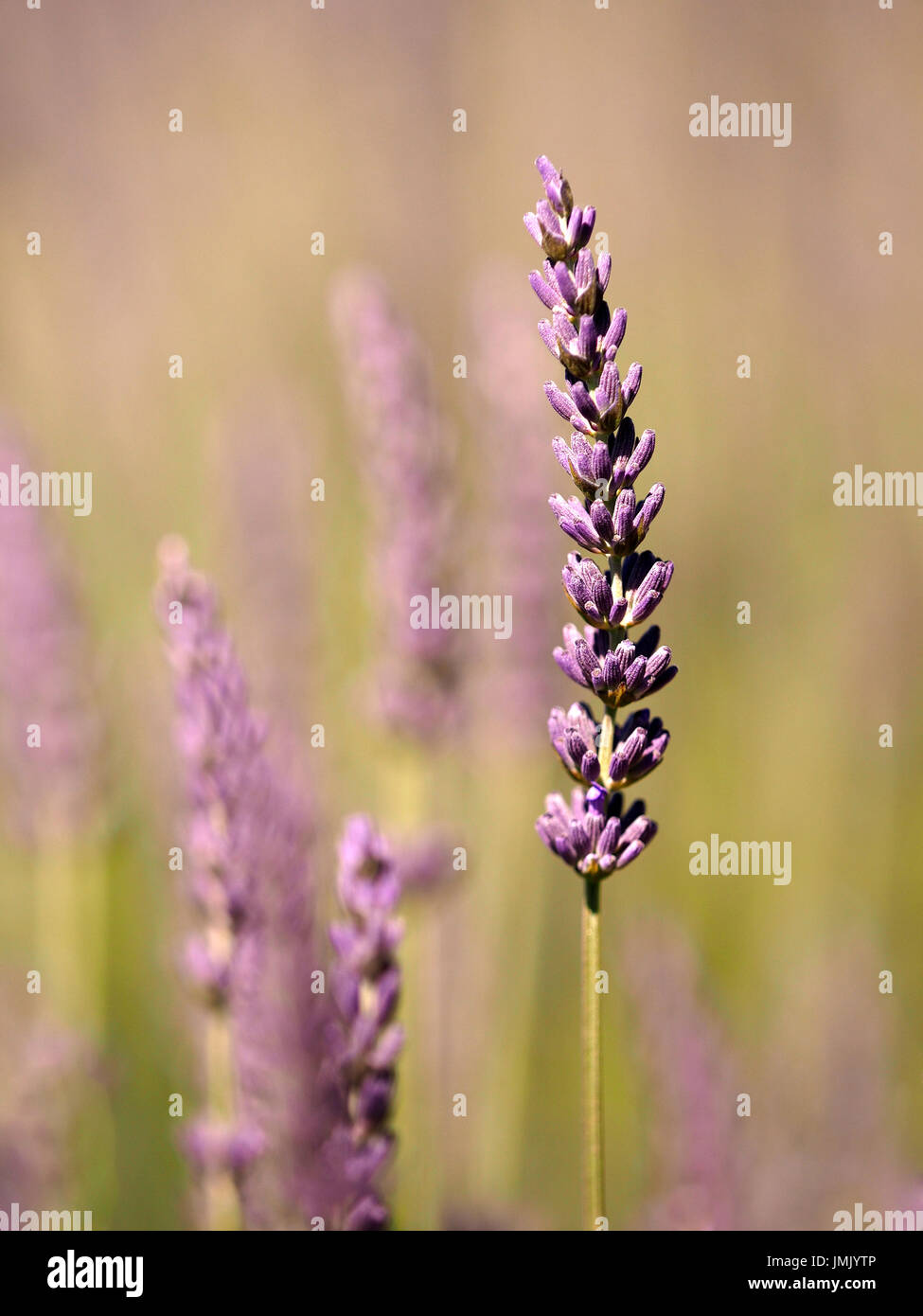 Single Lavender in Focus with More Lavender Flowers Soft Focused in the Background Stock Photo