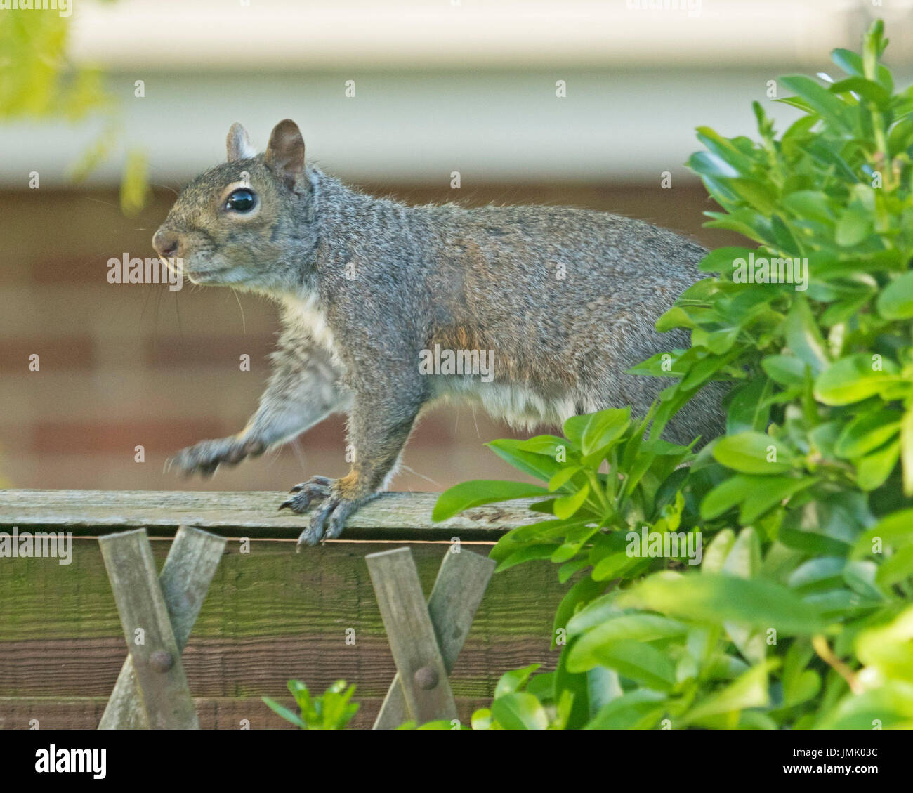 British urban wildlife hires stock photography and images Alamy