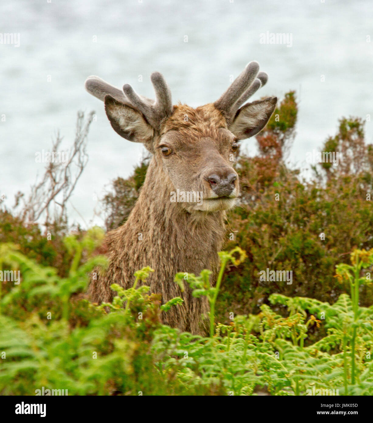 Head of red deer staring at camera from emerald bracken in the wild in Scottish highlands Stock Photo