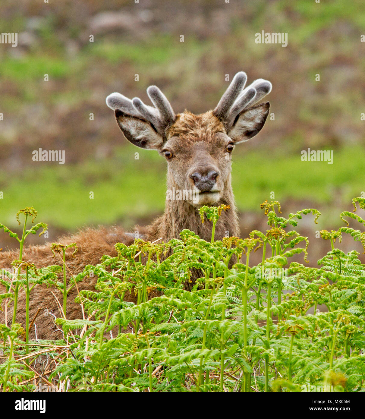 Head of red deer staring at camera from emerald bracken in the wild in Scottish highlands Stock Photo