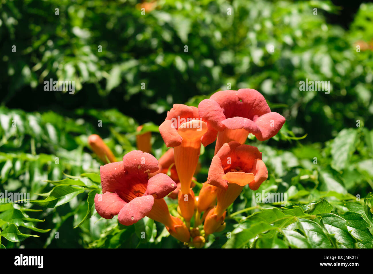 closeup of Campsis Tecoma radicans flower, also known as trumpet vine, trumpet creeper, cow itch or hummingbird vine Stock Photo