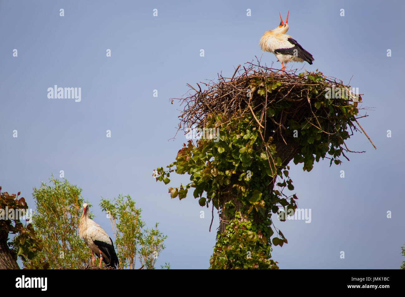 View of two storks are sitting in the nest Stock Photo - Alamy