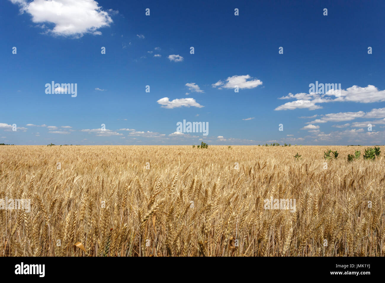 Wheat field against blue sky with clouds, day time Stock Photo - Alamy