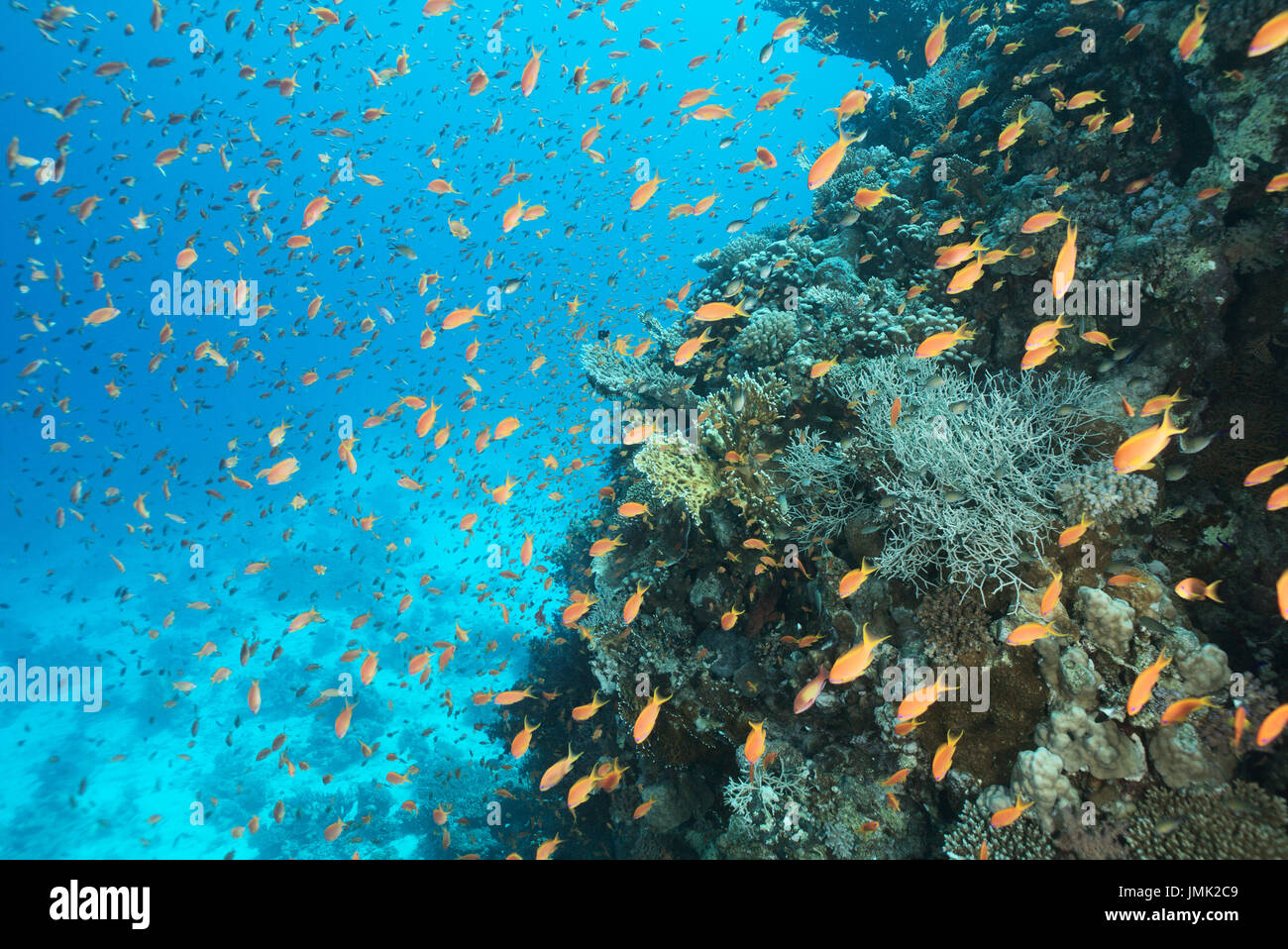 Thousands of red anthias fish at the coral reef in the Red Sea, Egypt. Stock Photo
