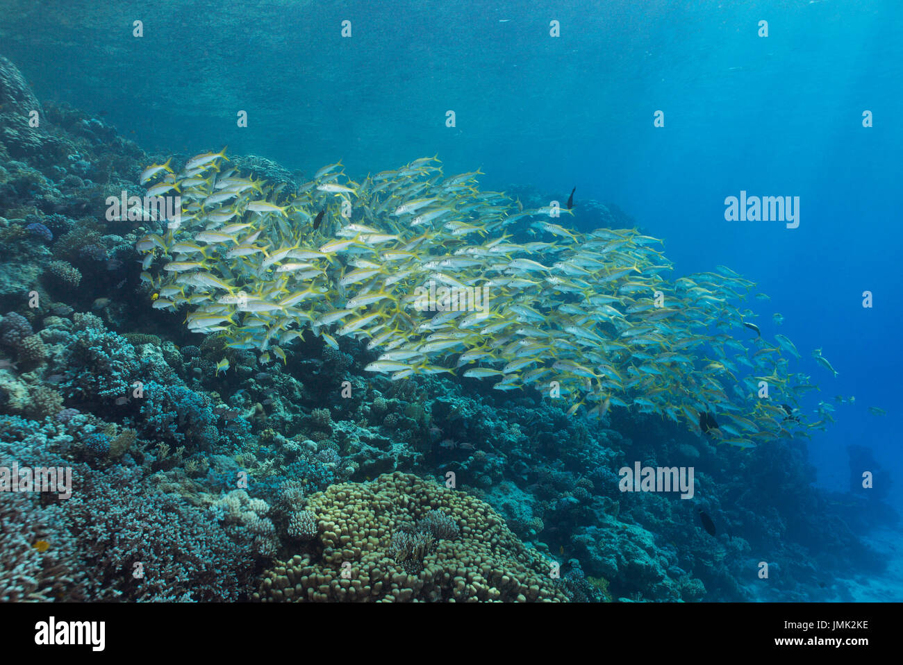 Huge school of goatfish in the Red Sea, Egypt. Stock Photo
