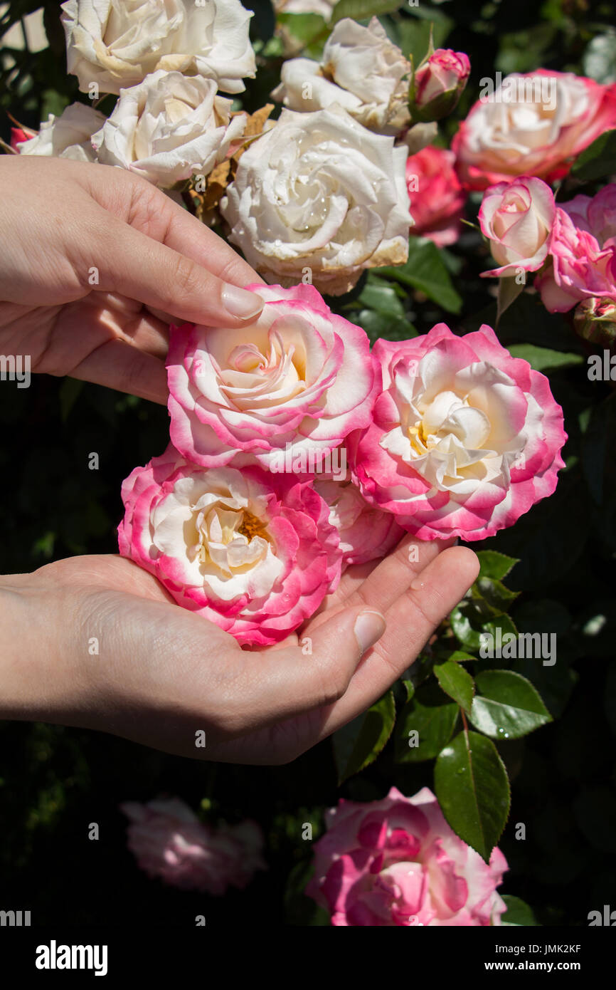 Hand Picked Roses Beautiful fresh roses in hand Stock Photo - Alamy