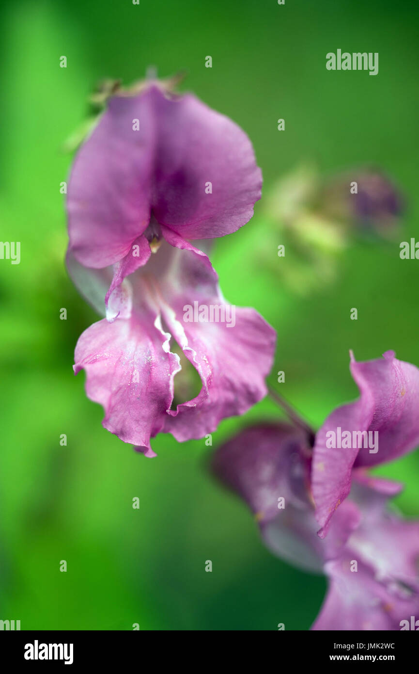 Plants of The Tyne Valley - Himalayan balsam / Impatiens glandulifera Stock Photo