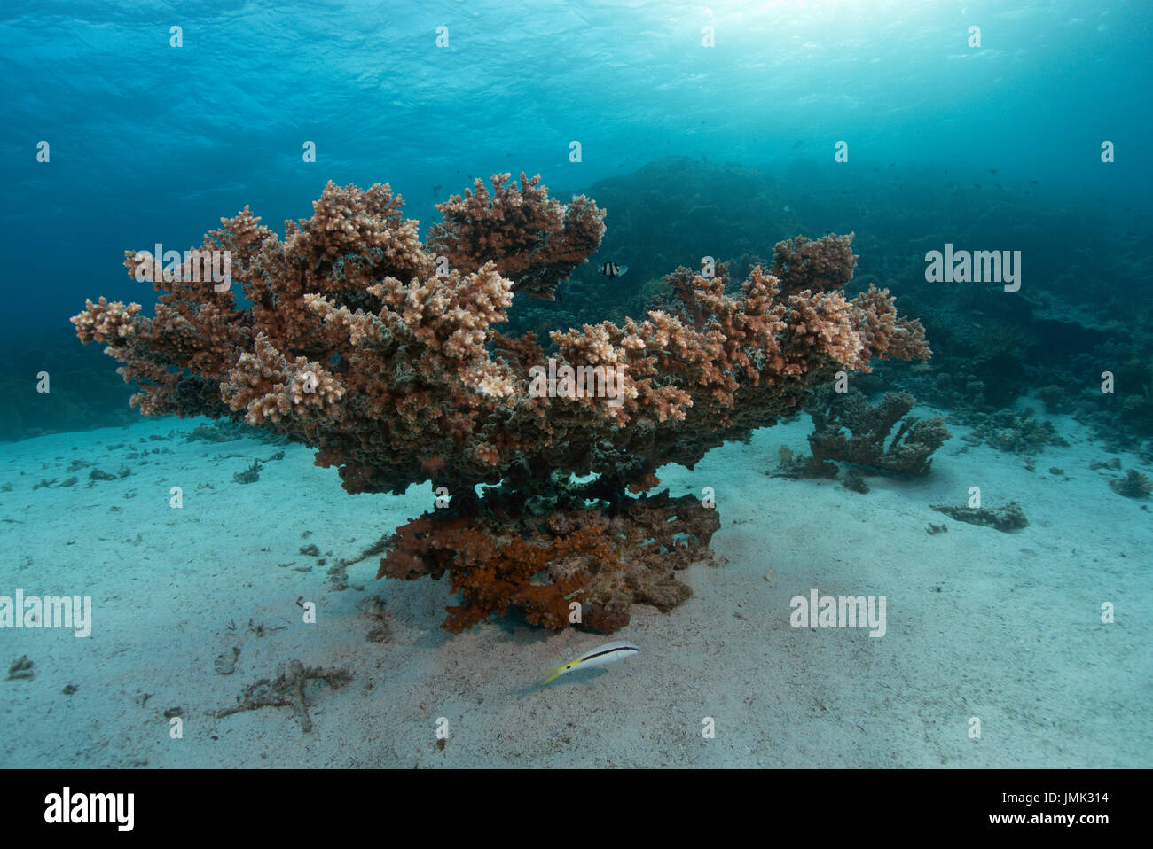 A beautiful healthy coral tree in the crystal clear waters of the Red Sea near Hurghada, Egypt. Stock Photo