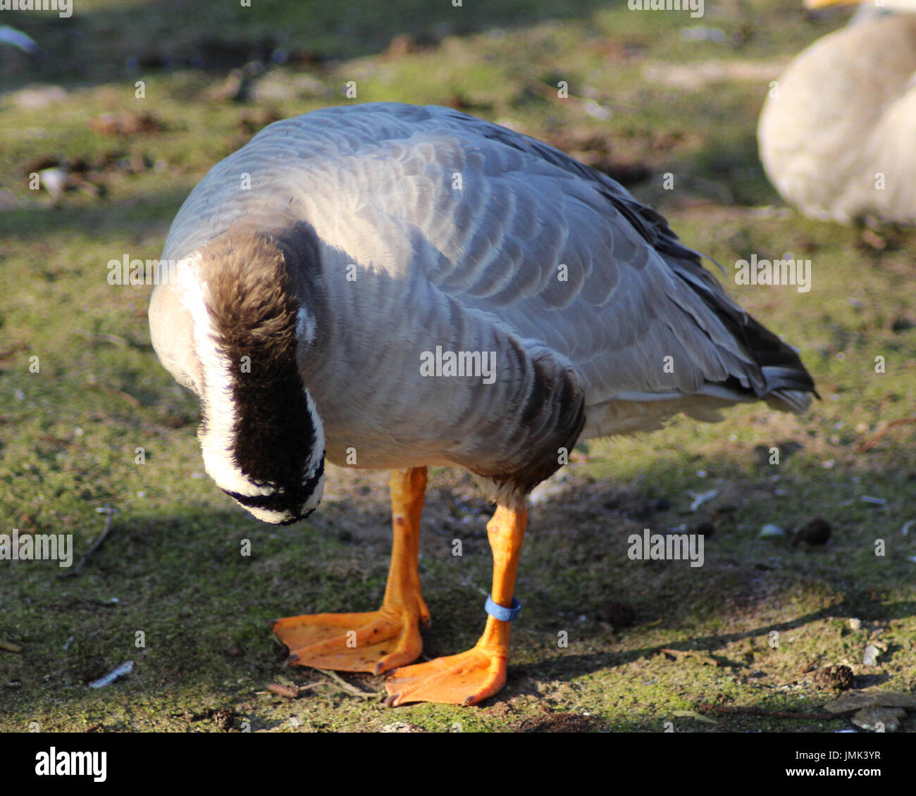 The barheaded goose (Anser indicus Stock Photo Alamy