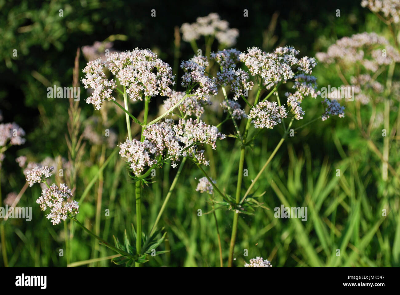 White wildflowers of Anise (Pimpinella anisum), also called aniseed, is a flowering plant in the family Apiaceae. Stock Photo