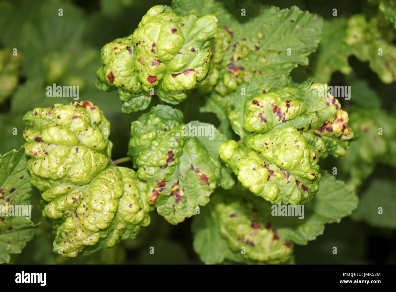 Blackcurrant Leaf Damage caused by the Currant Blister Aphid Cryptomyzus ribis Stock Photo