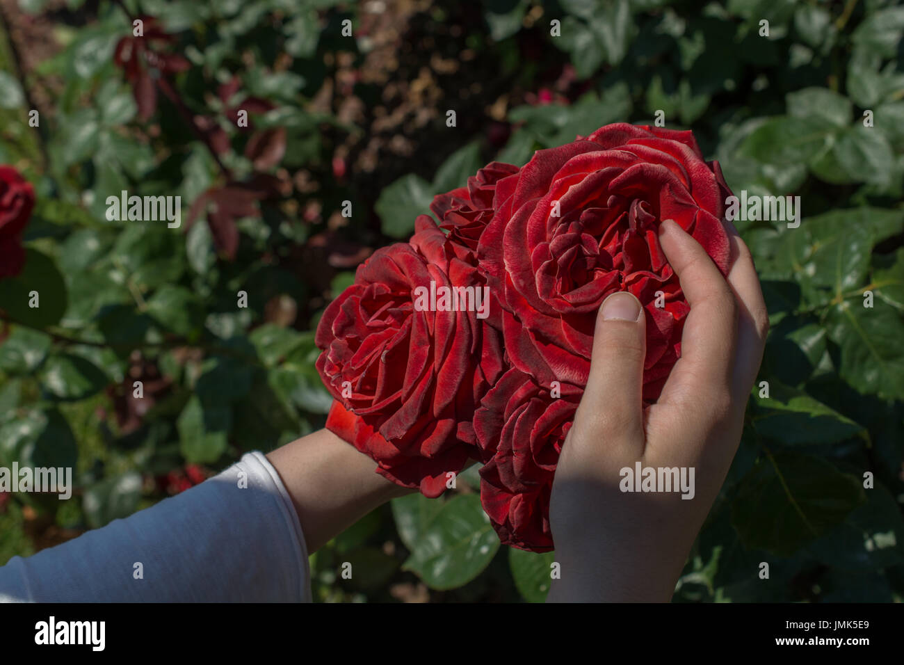 Beautiful fresh roses in hand Stock Photo - Alamy