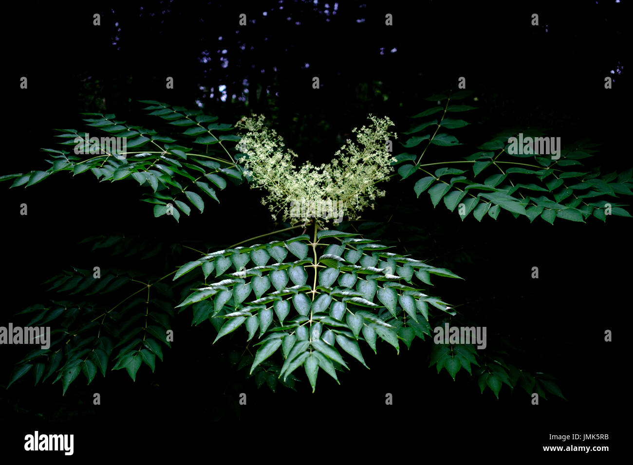 Green seamless maple leaf hi-res stock photography and images - Alamy