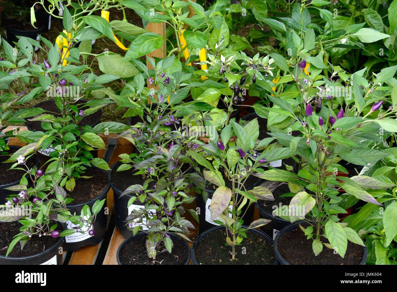Chilli plants for sale at the Gower Chilli Festival Wales