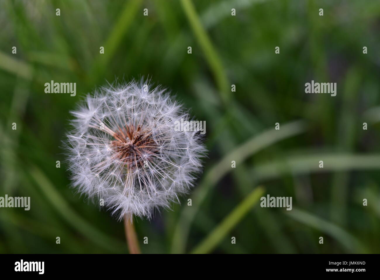 Close up dandelion hi-res stock photography and images - Alamy