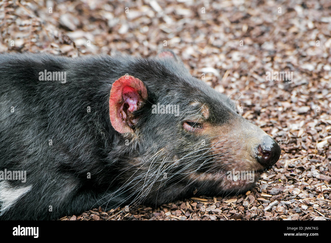 Sleeping Tasmanian devil (Sarcophilus harrisii), largest carnivorous marsupial native to Australia, close up showing large whiskers Stock Photo