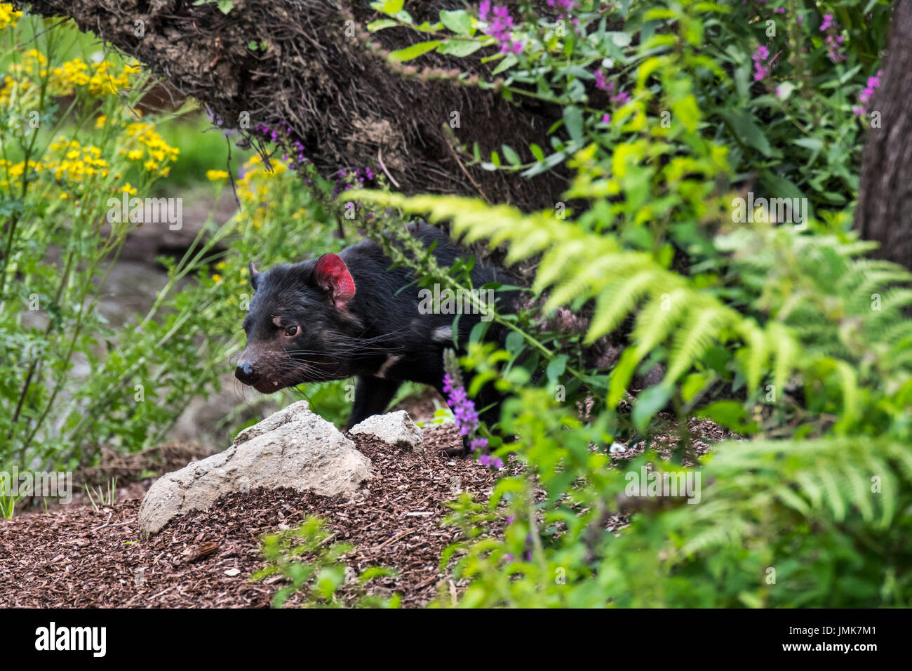 Tasmanian Devil Sarcophilus Harrisii Largest Carnivorous Marsupial Native To Australia Stock 