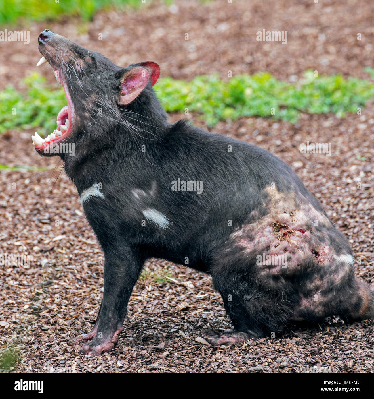 Wounded Tasmanian devil (Sarcophilus harrisii), marsupial native to Australia, covered in bitemarks and showing large teeth in wide open mouth Stock Photo
