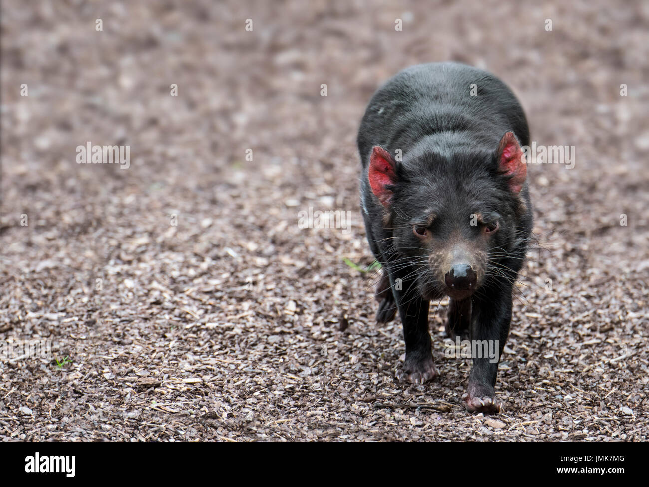 Tasmanian devil (Sarcophilus harrisii), largest carnivorous marsupial native to Australia Stock Photo