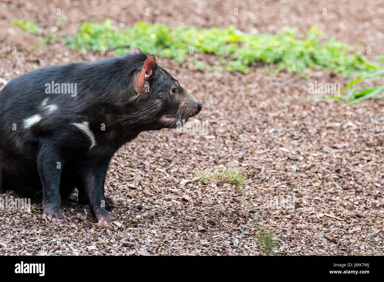 Tasmanian devil (Sarcophilus harrisii), largest carnivorous marsupial native to Australia Stock Photo