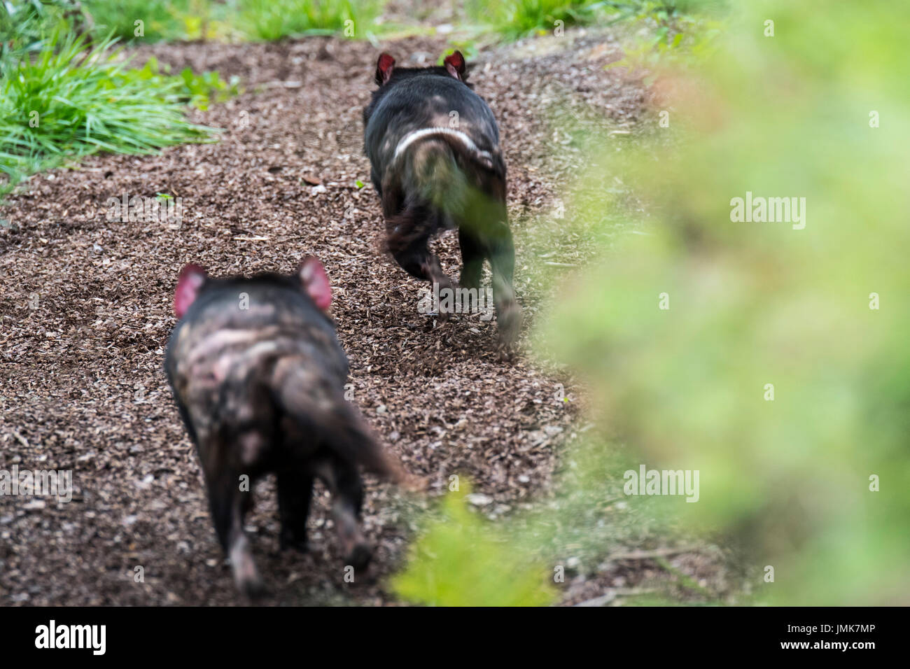 Two Tasmanian devils (Sarcophilus harrisii), largest carnivorous marsupials native to Australia, chasing each other Stock Photo