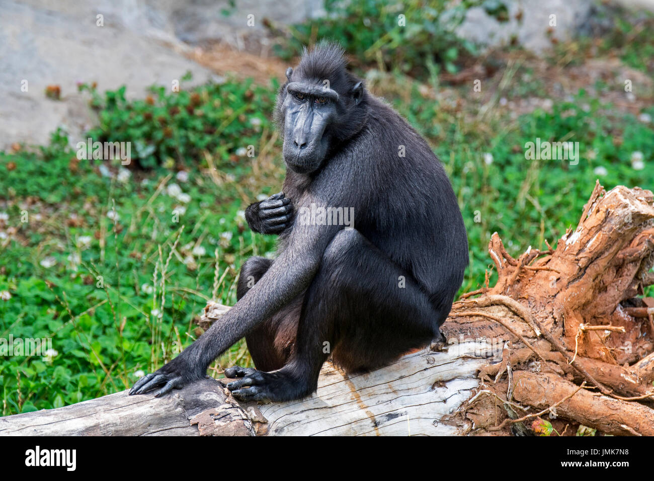 Celebes crested macaque / crested black macaque / Sulawesi crested macaque / black ape (Macaca nigra) native to the Indonesian island of Sulawesi Stock Photo