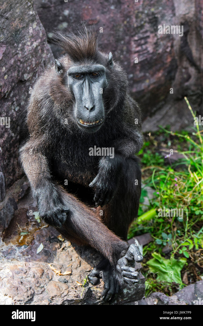Celebes crested macaque / crested black macaque / Sulawesi crested macaque / black ape (Macaca nigra) native to the Indonesian island of Sulawesi Stock Photo