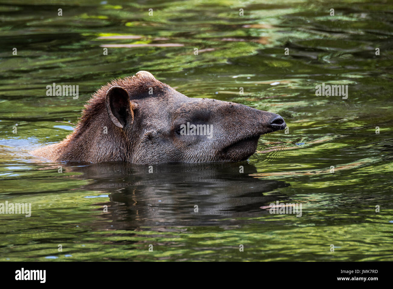 South American tapir / Brazilian tapir / lowland tapir (Tapirus terrestris), native to the Amazon, swimming in river and showing prehensile nose trunk Stock Photo