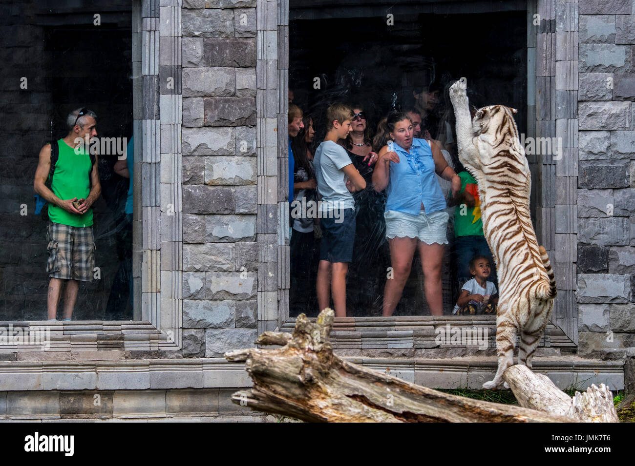 White tiger / bleached tiger (Panthera tigris) trying to attack frightened visitors behind glass pane in zoo Stock Photo