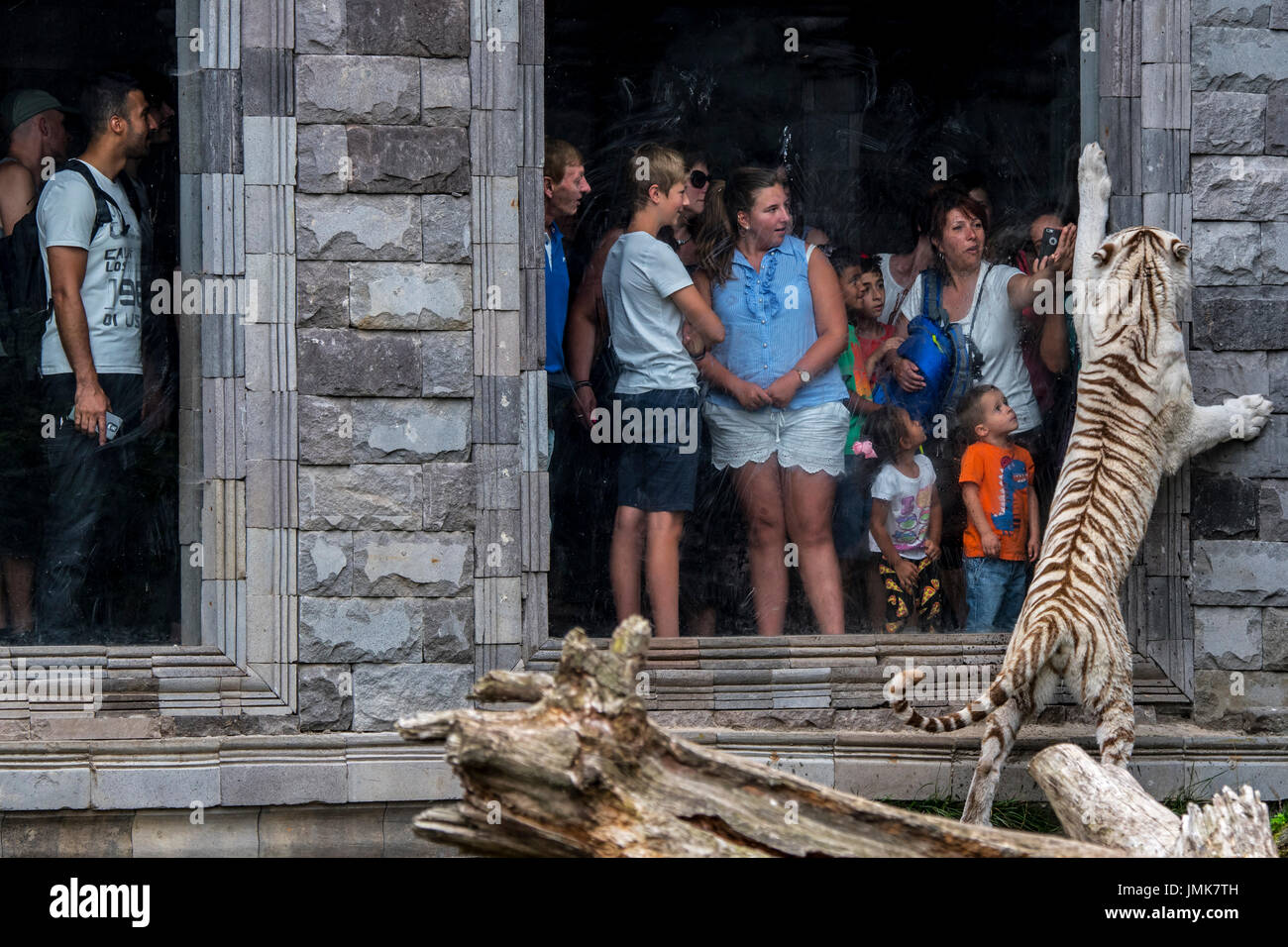 Visitors looking at captive white tiger / bleached tiger (Panthera tigris) behind glass pane in zoo Stock Photo