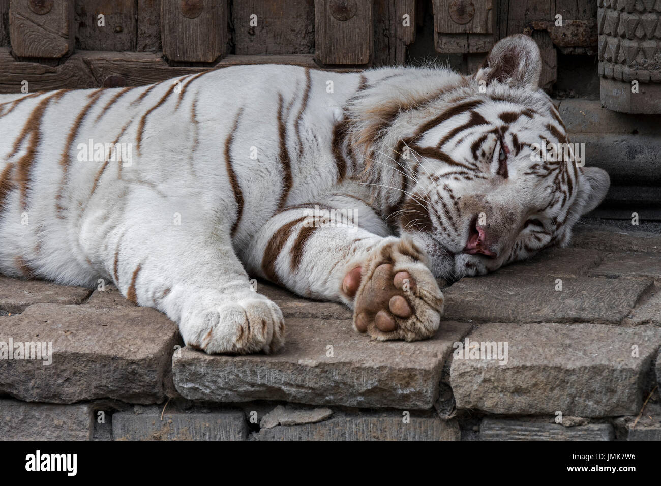 White tiger / bleached tiger (Panthera tigris) pigmentation variant of ...