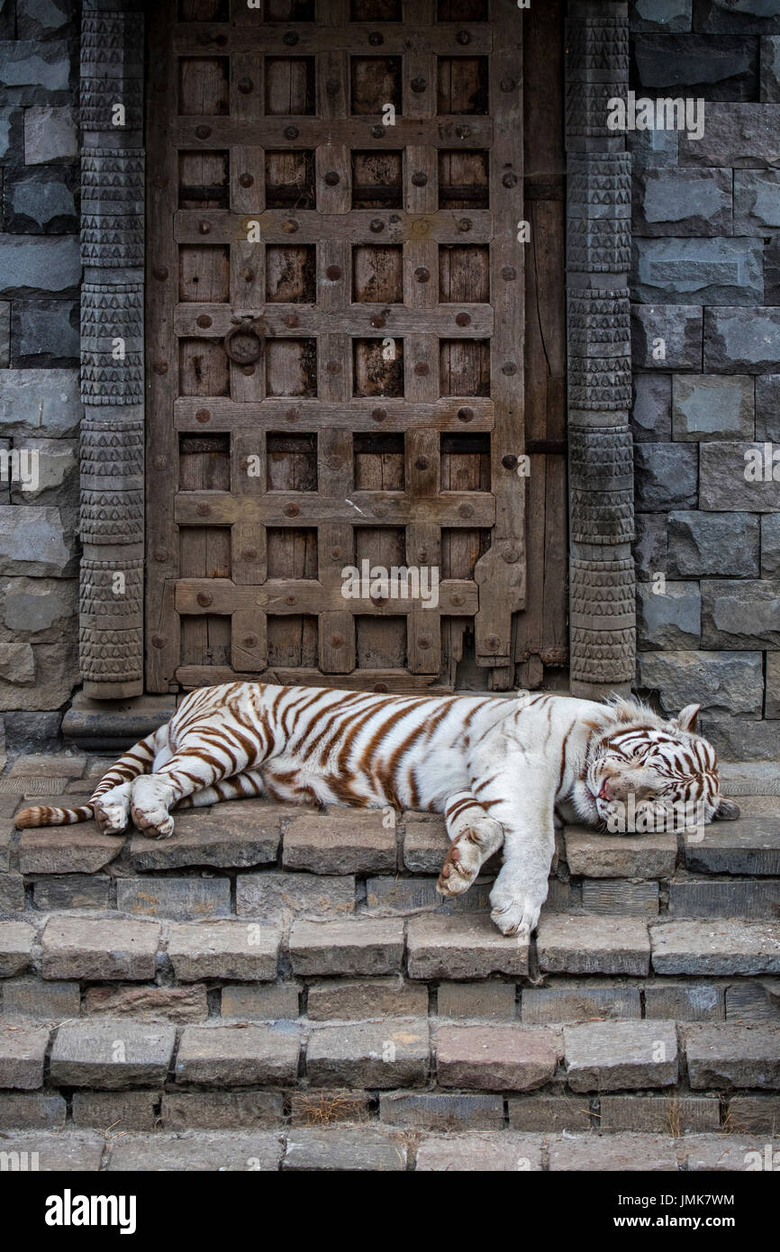 White tiger / bleached tiger (Panthera tigris) pigmentation variant of ...