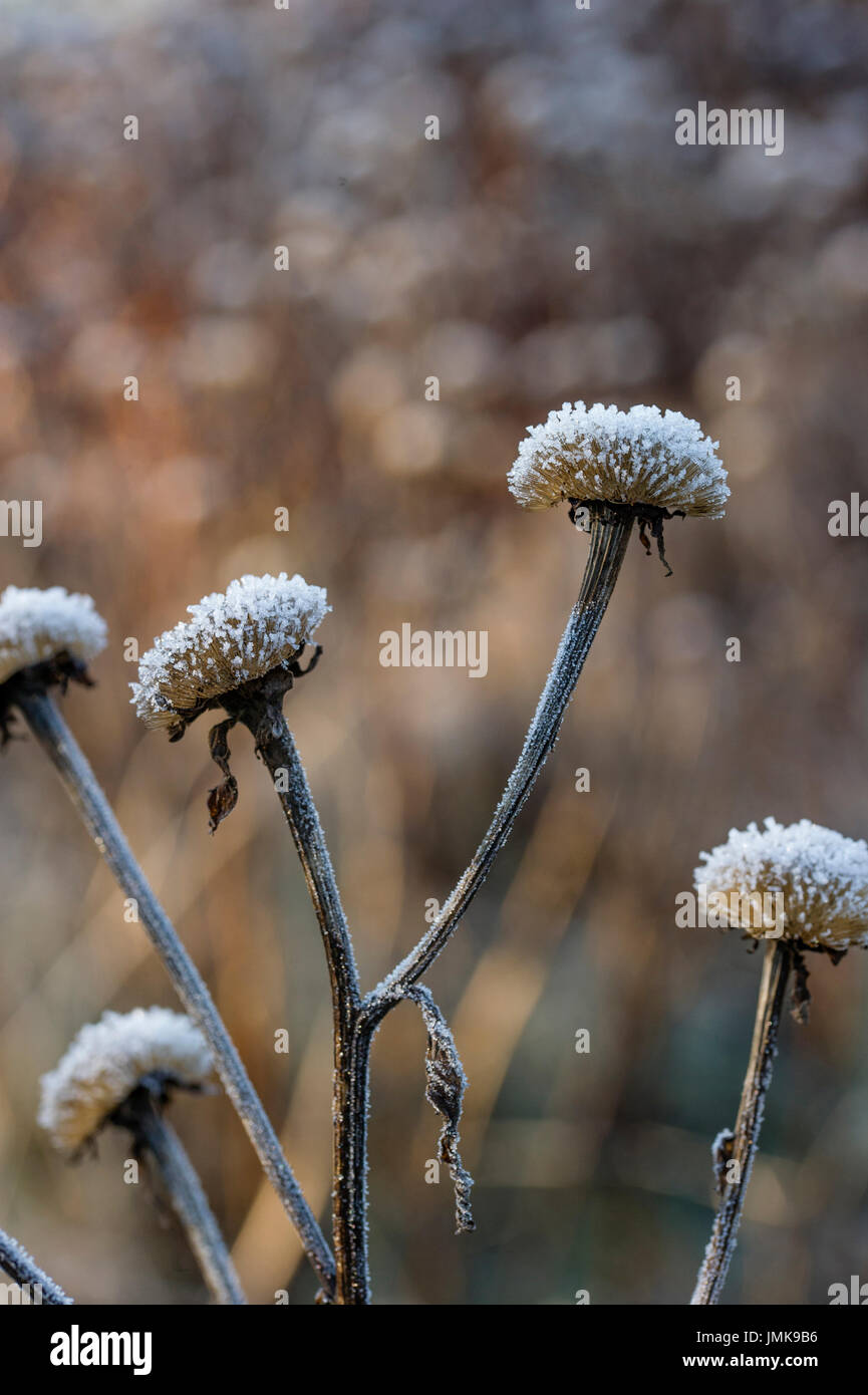 Telekia speciosa on a frosty morning in winter Stock Photo