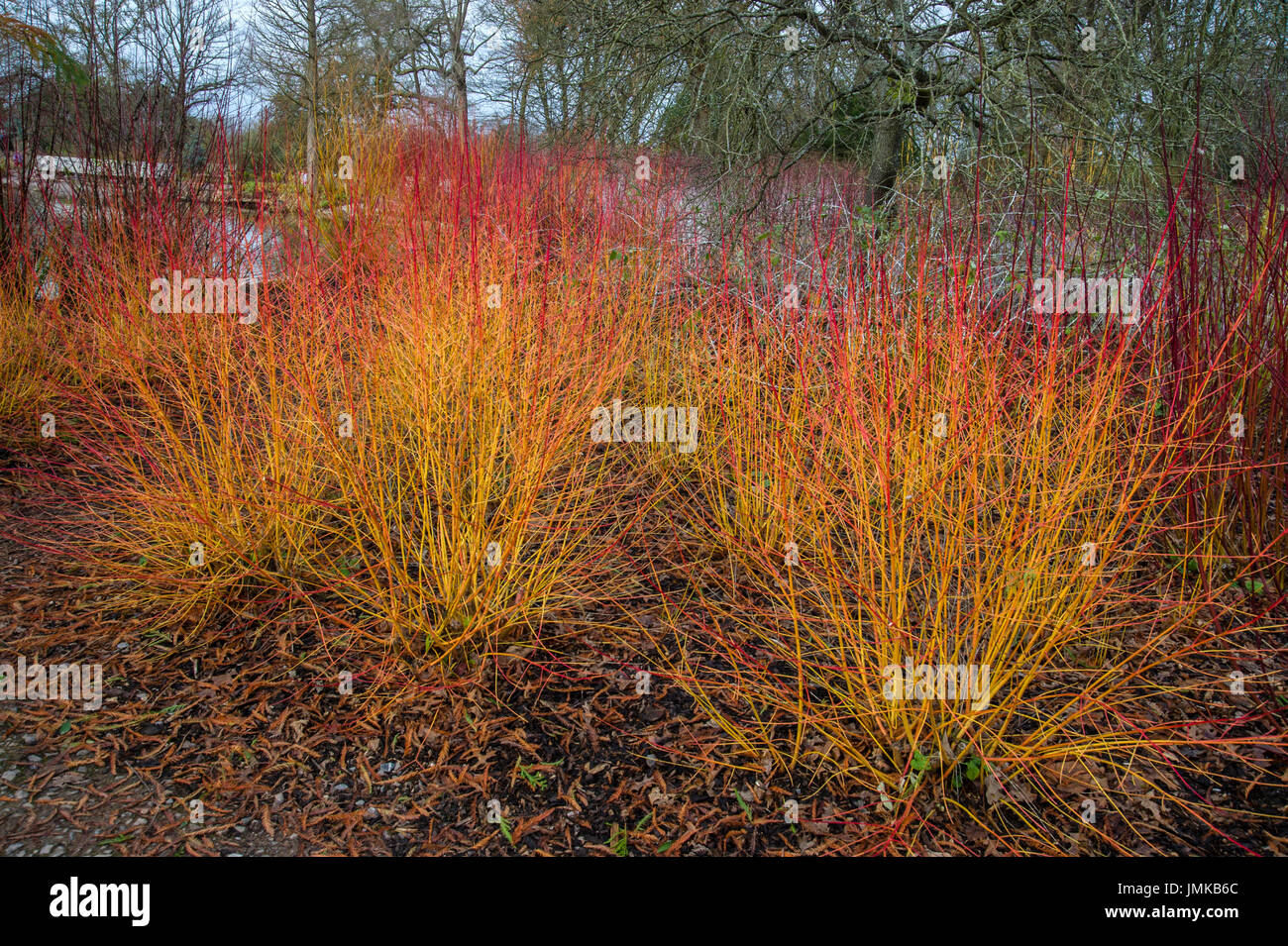 Midwinter fire cornus sanguinea hi-res stock photography and images - Alamy