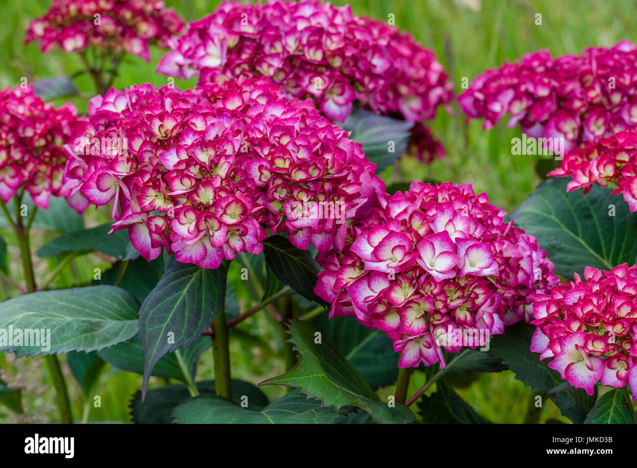 Blue Hydrangea Macrophylla Stock Photos Blue Hydrangea