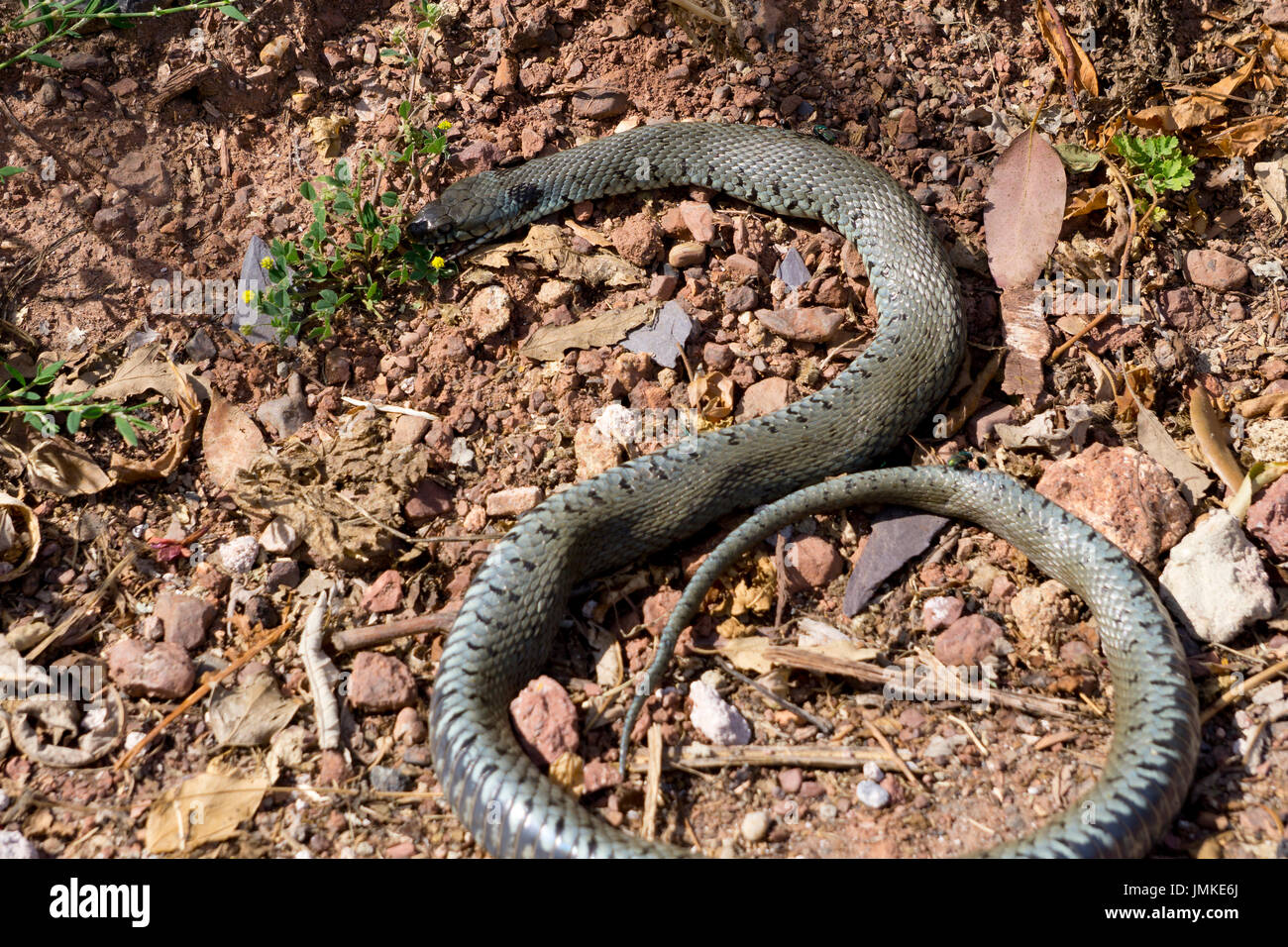 Grass Snake Playing Dead / Ringelnatter stellt sich tot 