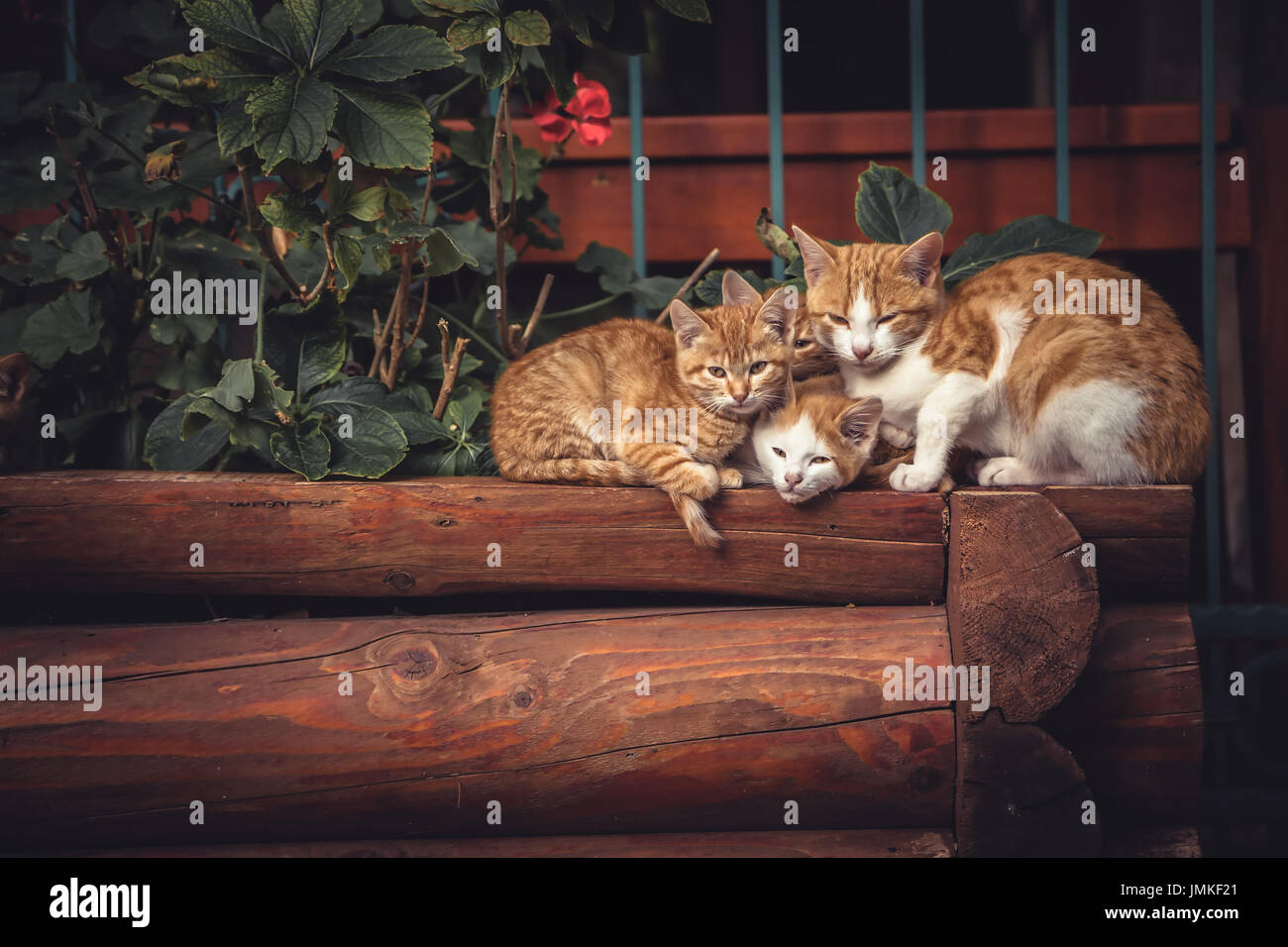 Cute red cats family together with kitten resting on wooden logs in rural countryside village in vintage rustic style Stock Photo