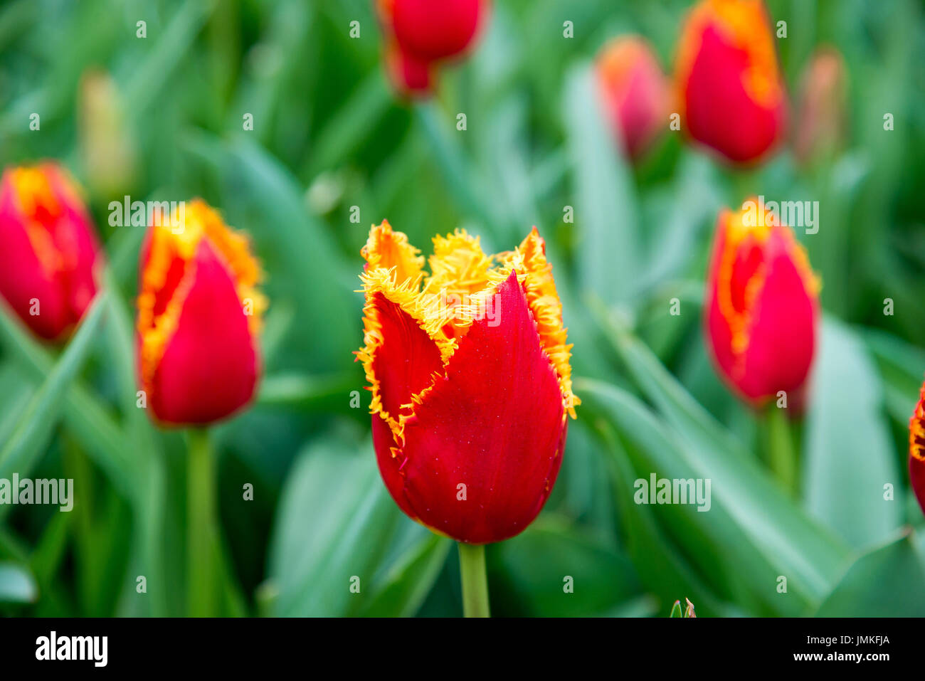 Red and yellow tulips in the garden Stock Photo - Alamy